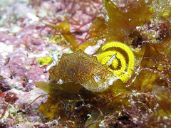 Halgerda tessellata