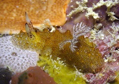 Halgerda tessellata