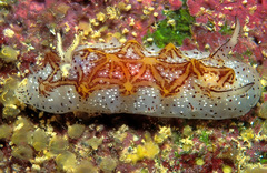 Halgerda tessellata