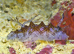 Halgerda tessellata