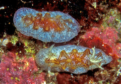 Halgerda tessellata