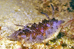 Halgerda tessellata