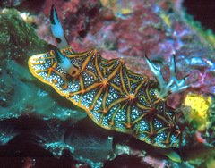 Halgerda tessellata