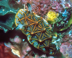 Halgerda tessellata