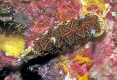 Halgerda tessellata