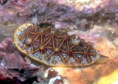 Halgerda tessellata