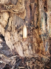 Centrodera decolorata