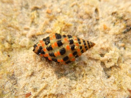 Engina alveolata observed 2019-07-24