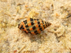 Engina alveolata