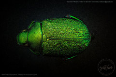 Chrysophora chrysochlora