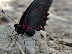 Mimoides ilus branchus