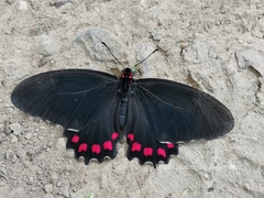 Mimoides ilus branchus