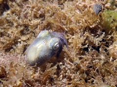 Sepiolinae