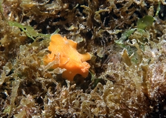 Yungia aurantiaca