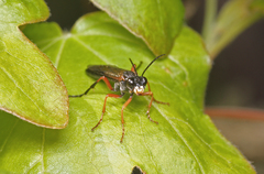 Tenthredo atra