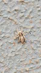 Menemerus bivittatus