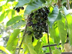 Cananga odorata