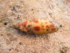 Mitra mitra