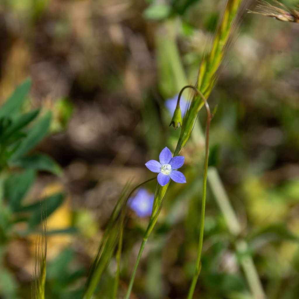 Tadgell's Bluebell