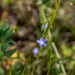 Wahlenbergia multicaulis - Photo (c) Richie Southerton, algunos derechos reservados (CC BY-NC), subido por Richie Southerton