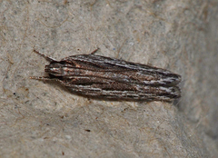 Ardozyga amblopis