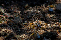 Leptuca leptodactyla