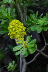 Aeonium arboreum image