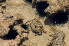 Callinectes marginatus