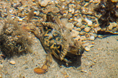 Callinectes marginatus