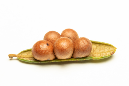 Belonocnema fossoria Weld, 1921