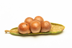 Belonocnema fossoria