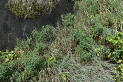 Tephrosia astragaloides