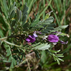 Tephrosia astragaloides