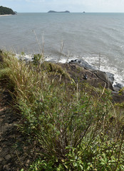 Tephrosia astragaloides