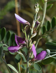 Tephrosia astragaloides