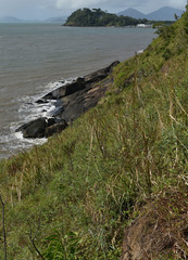 Tephrosia astragaloides