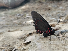 Mimoides ilus branchus