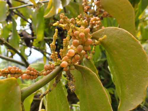 Phoradendron nervosum, photograph 6