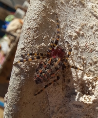 Alpaida alticeps