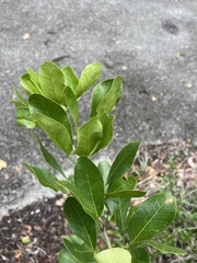 Pithecellobium keyense