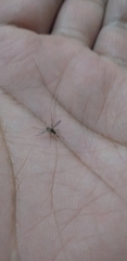 Aedes albopictus