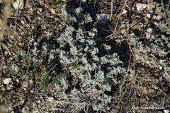 Teucrium gnaphalodes