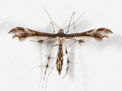 Geina tenuidactylus