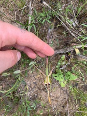 Caladenia parva