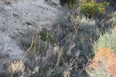 Cephalaria leucantha