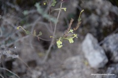 Odontites longiflorus