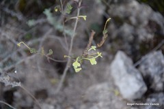 Odontites longiflorus