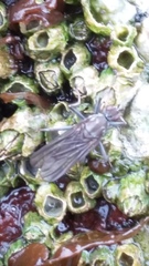 Oedoparena glauca