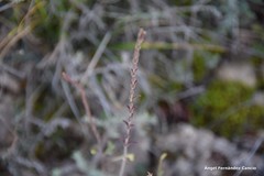 Odontites longiflorus