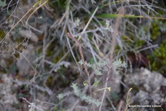 Odontites longiflorus